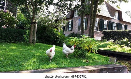 Learn about chicken road gokkast