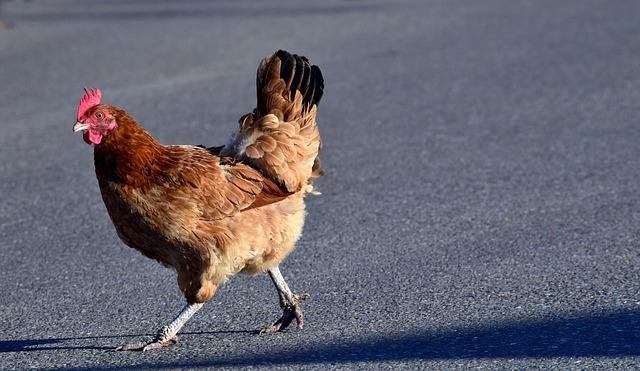 Chicken road slot - Descubra o Segredo da Rota do Frango em Casinos da Portugal