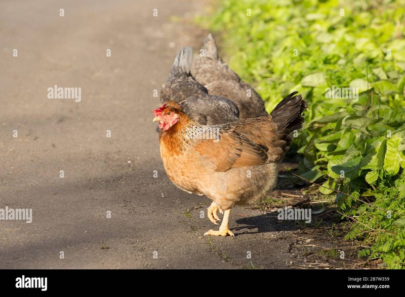 Juega al Juego de la Carretera de Pollo en el Casino de Chicken Road España in Spain