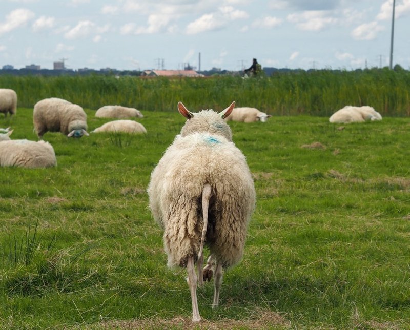 Best chicken road game in Netherlands