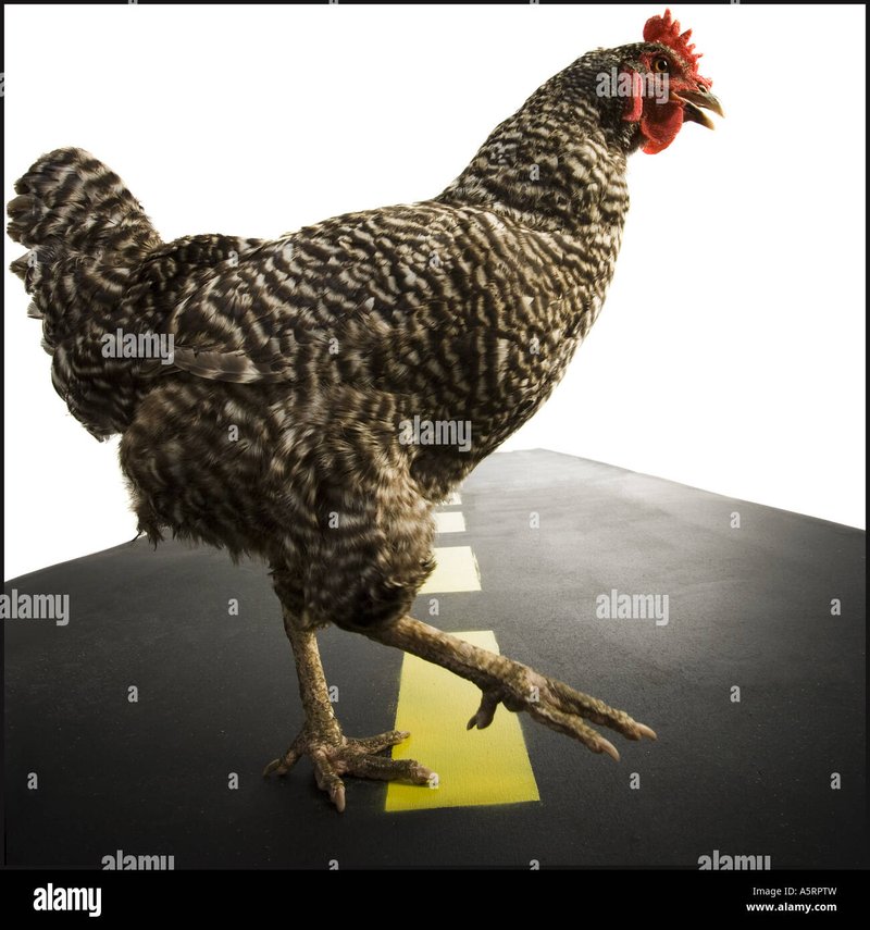 Avontuur op Chicken Road: Speel nu het populaire online gokspel in Nederland in Netherlands