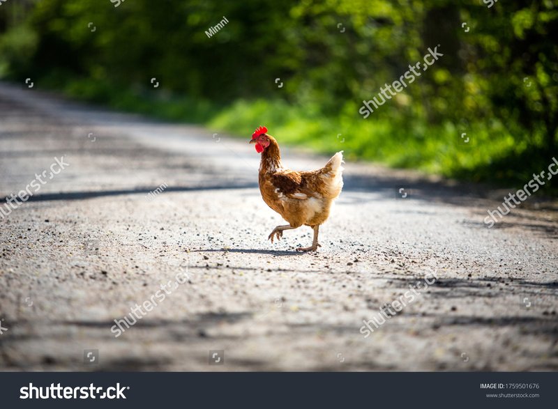Spain - chicken road game