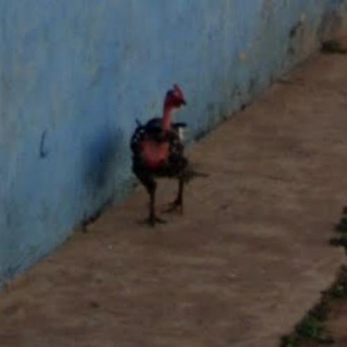 Descubre el Intrigante Juego de Azar de la Carretera del Pollo en España - overview