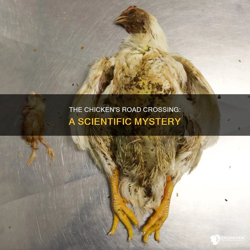 ¿Qué hay detrás del misterioso destino de Chicken Road en España? - overview